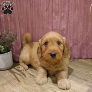 Theo, Mini Goldendoodle Puppy